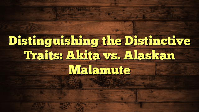 Distinguishing the Distinctive Traits: Akita vs. Alaskan Malamute