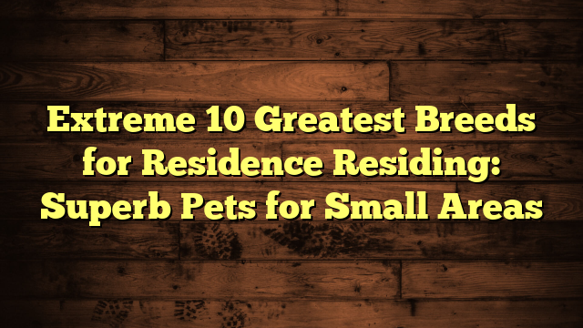 Extreme 10 Greatest Breeds for Residence Residing: Superb Pets for Small Areas