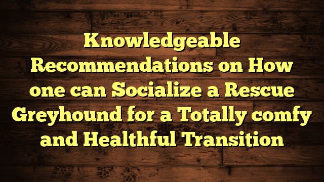 Knowledgeable Recommendations on How one can Socialize a Rescue Greyhound for a Totally comfy and Healthful Transition