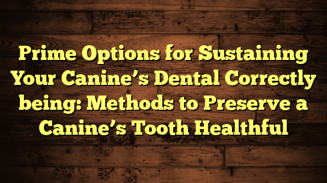 Prime Options for Sustaining Your Canine’s Dental Correctly being: Methods to Preserve a Canine’s Tooth Healthful