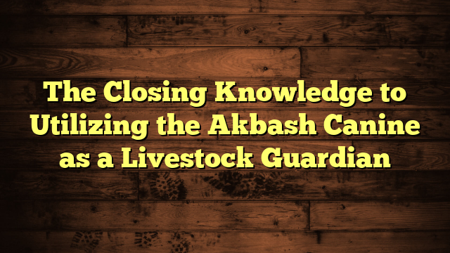 The Closing Knowledge to Utilizing the Akbash Canine as a Livestock Guardian