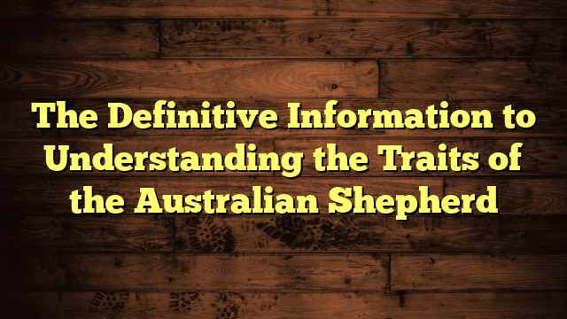 The Definitive Information to Understanding the Traits of the Australian Shepherd