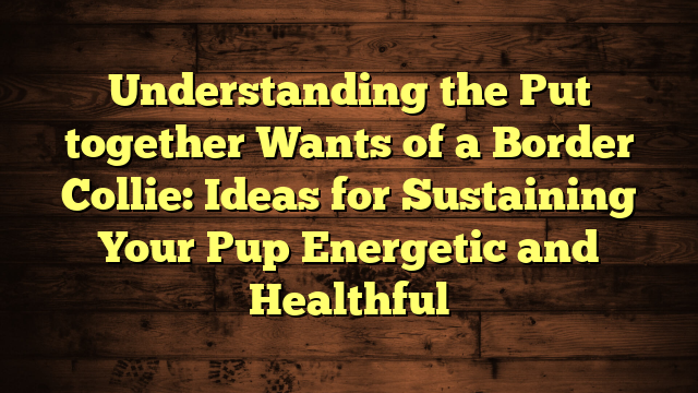 Understanding the Put together Wants of a Border Collie: Ideas for Sustaining Your Pup Energetic and Healthful